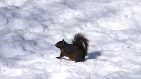 Süßes-Dunkles-Eichhörnchen-Posiert-Für-Die-Kamera-Auf-Schnee