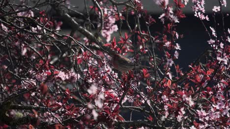 Red-songbird-eating-petals-from-a-cherry-blossom-tree-during-spring-in-Canada