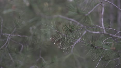 Pine-tree-needles-with-morning-dew-drops