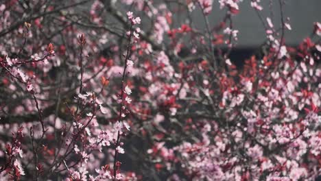 Close-up-footage-of-a-cherry-blossom-tree-in-full-bloom-during-the-spring-in-Canada