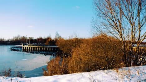 Riesige-Gruppe-Großer-Kormorane-Sitzen-Auf-Eis-Auf-Zugefrorenem-Teich,-Luftbild