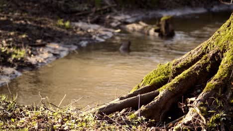 Bank-of-a-small-creek-with-mossy-tree-and-lush-springtime-vegetation---Ground-level-medium-shot