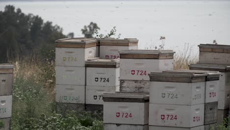 Beehives-in-the-Golan-heights-Israel-lake-kinneret