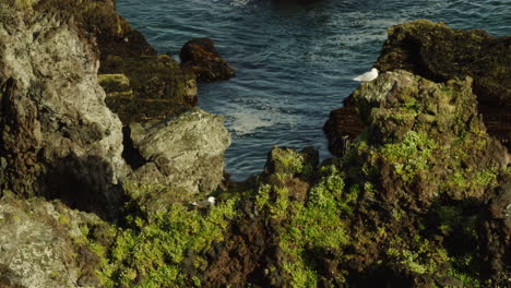 White-seagulls-on-mossy-green-rocky-coastline,-zoom-out-view