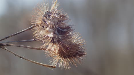 Detail-of-Dried-thistles-flowering-plant-in-shallow-focus---Close-up-shot