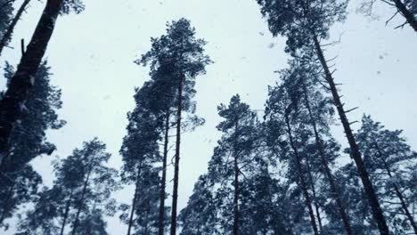 Subtle-winter-snowfall-at-Riga-Latvia-woods-Europe