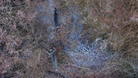 Aerial-Top-Down-View-Of-Wild-Deer-Standing-Still-Amongst-Bushland-In-Pleasant-Valley,-California