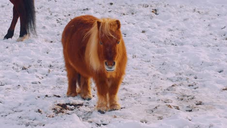 Miniature-Brown-Horse-Standing-In-Snow