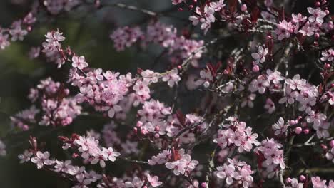 Close-up-slow-motion-footage-of-cherry-plum-blossom-tree-branches-swaying-gently-in-the-wind