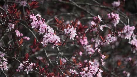 Vibrant-cherry-blossom-tree-branches-swaying-gently-with-the-spring-breeze-in-Victoria-British-Columbia-Canada