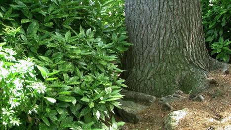 The-base-of-a-large-tree-trunk-and-green-foliage-in-a-garden