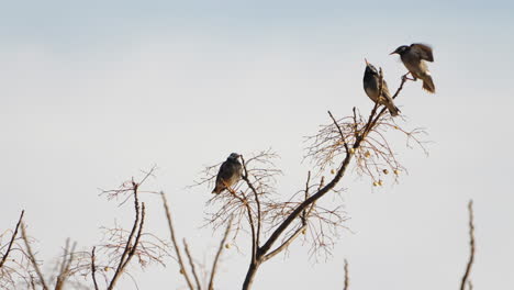 White-cheeked-Starling-Landing-On-A-Branch-With-Two-More-Birds-Perching-On-The-Tree-In-Tokyo,-Japan---static-shot