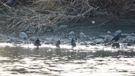 White-Cheeked-Starlings-Cleaning-Themselves-In-The-Water-At-The-Futakotama-River-In-Tokyo,-Japan---static,-low-angle-shot