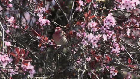 Tiny-red-male-house-finch-in-Victoria-British-Columbia-resting-in-a-cherry-blossom-tree-during-spring