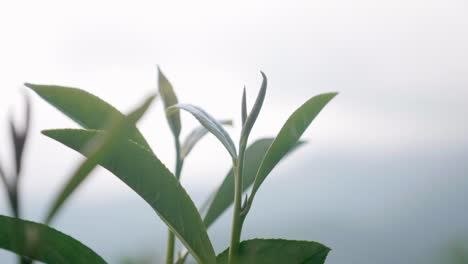 Tea-Plant.Beautiful-Plantation-On-Background.Bokeh-back-ground