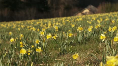 Daffodil-field-at-spring-in-the-countryside-slow-motion