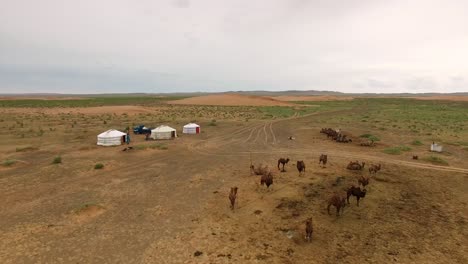 Drone-Flying-Over-Camels-And-Yurts-In-Arid-Desert-Landscape-Towards-Sand-Dune