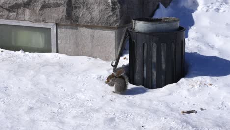 Squirrel-Eat-Food-by-Garbage-Can-During-Cold-Snow-Winter