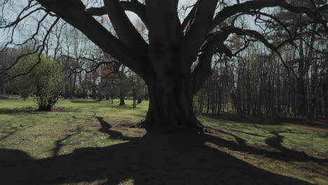 Silhouetted-Giant-Old-Tree-With-Bare-Branches-At-The-Park-In-Spring
