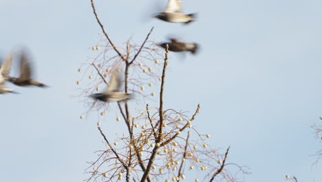 Shot-Of-White-Cheeked-Starlings-Taking-Off-And-Flying-Away-From-The-Tree-In-Tokyo,-Japan---close-up