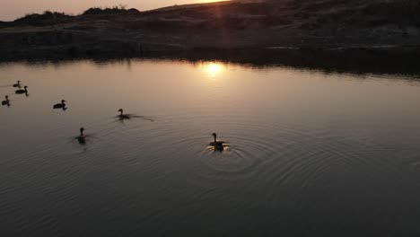 sunset-mining-site-lake-duck-in-pond-drone-shot-ducks-close-up