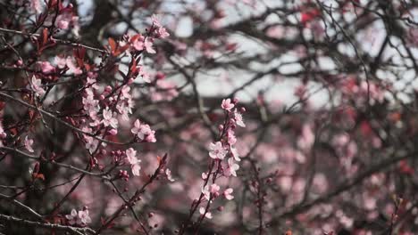 Nahaufnahmen-Eines-Kirschblütenbaums,-Der-Sich-Sanft-Im-Wind-Wiegt