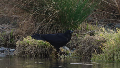Large-billed-Crow-On-Bank-While-Drinking-Water-By-The-Futako-Tamagawa-River-In-Tokyo,-Japan