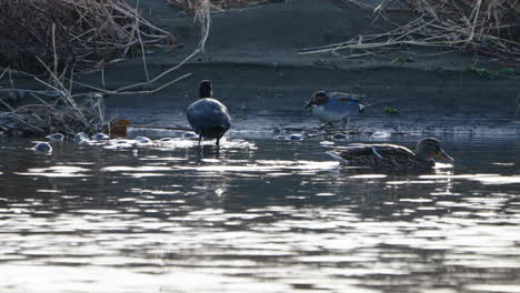 Eurasian-Coot-Eating-Seaweed-And-Mallard-Ducks-Swimming-At-Futakotamagawa-River-In-Tokyo,-Japan---static-shot
