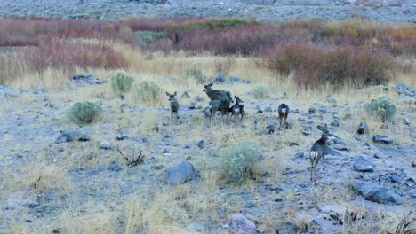 Aerial-Tracking-Shot-Wild-Deer-On-Pleasant-Valley-Floor-At-Bishop-California