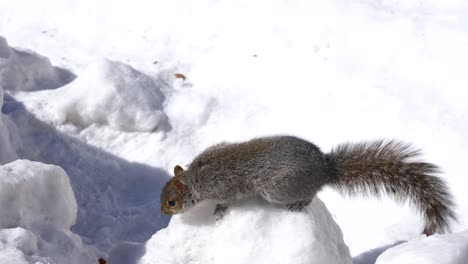 Curious-Squirrel-Searches-Snow-Ground-for-Food