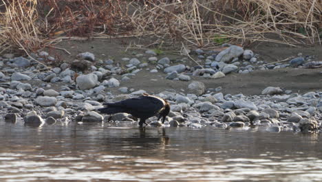 Large-billed-Crow-In-Rivershore-Picking-Up-Stones-During-Daytime-In-Tokyo,-Japan