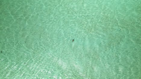 Nylonpool-Luftaufnahme-Eines-Mädchens-Im-Bikini,-Das-Im-Kristallklaren-Pool-Auf-Der-Karibischen-Insel-Tobago-Spazieren-Geht