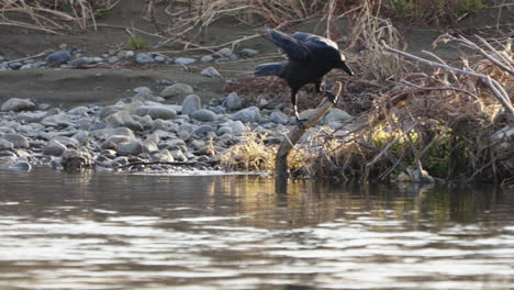 Large-billed-Crow-Jumps-Onto-A-Branch-Then-Rub-Its-Beak-Against-It-By-The-River-In-Tokyo,-Japan---static-shot