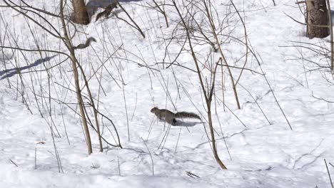 Eichhörnchen,-Das-Im-Kalten-Winter-In-Der-Ferne-Nach-Nahrung-Sucht