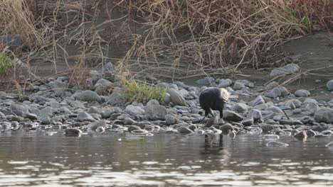Large-billed-Crow-Moving-And-Turning-Rocks-By-The-River-In-Tokyo,-Japan---static-shot