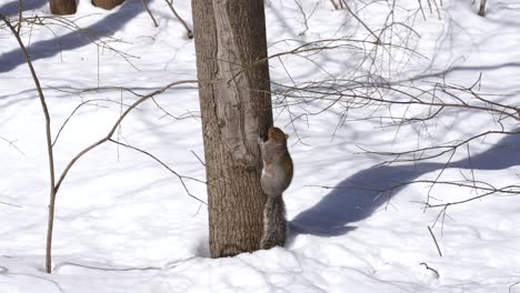 2-Eichhörnchen-Spielen-Im-Schnee-Und-Klettern-Auf-Den-Baum