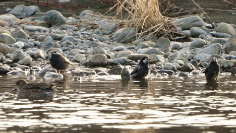 Pájaros-Estorninos-De-Mejillas-Blancas-Bebiendo-Agua-Y-Limpiándose-En-El-Río-Futakotamagawa,-Tokio,-Japón---Tiro-Estático