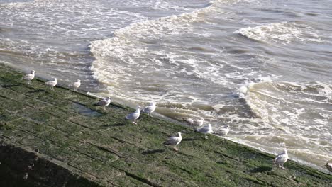 Group-Of-Seagulls-on-Breakwater-Near-The-Sea-In-Nieuwpoort,-West-Flanders,-Belgium---static-shot