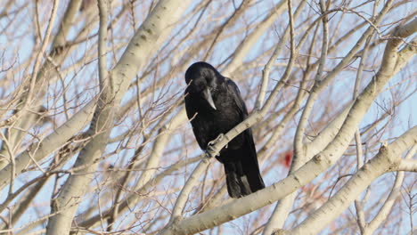 Jungle-Crow-Bird-Rested-On-Tree-With-Leafless-Branch-During-Winter-In-Tokyo,-Japan