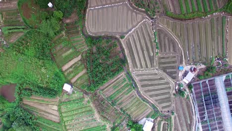 Aerial-rising-and-vertigo-circling-shot-over-cultivated-farm-fields,-China