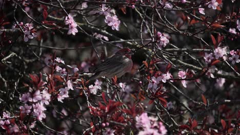 Male-house-finch-eating-cherry-blossom-flower-petals-during-springtime-in-Canada