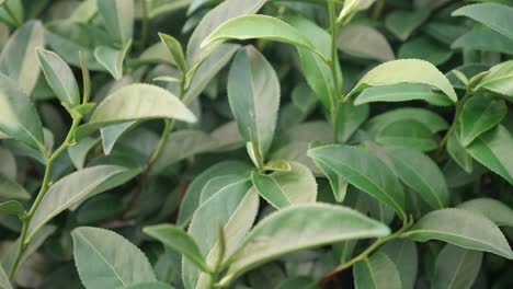 Green-tea-leaves-on-the-tea-bush-close-up