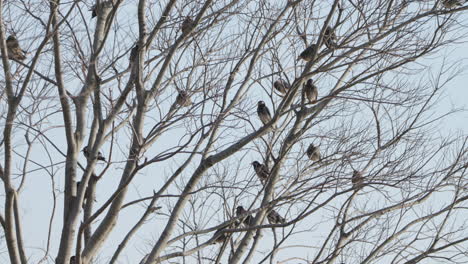 Flock-Of-White-cheeked-Starling-Birds-Sitting-On-Bare-Tree-Branches-During-Winter-In-Tokyo,-Japan