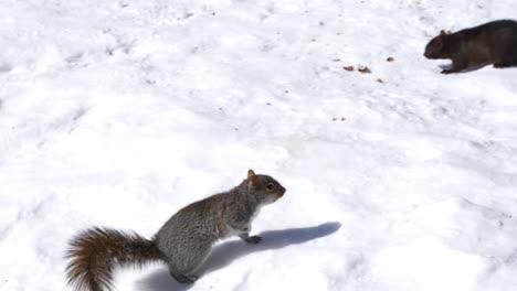 Squirrel-Sees-Jumps-in-Snow-to-Meet-to-See-Another-Squirrel-During-Sunny-Day