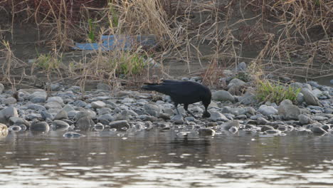 Large-billed-Crow-Picking-Up-A-Rock-By-The-River-Near-Tokyo,-Japan-At-Daytime---static-shot