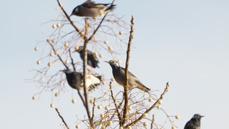 Group-Of-White-cheeked-Starling-Birds-Perching-And-Eating-Fruits-On-The-Tree-In-Tokyo,-Japan---close-up-shot