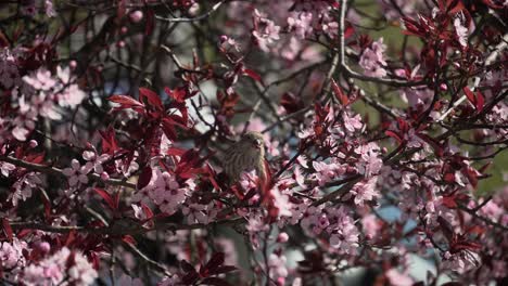 Weiblicher-Hausfink,-Der-Auf-Kirschblütenzweig-Sitzt-Und-Die-Blütenblätter-Frisst