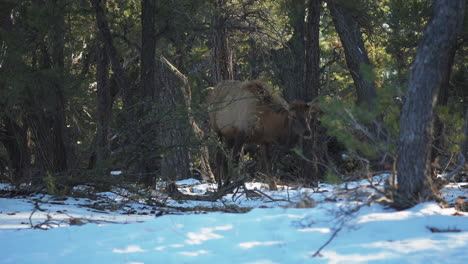Elk-Grazing-On-Snow-Covered-Ground-At-Mather-Campground