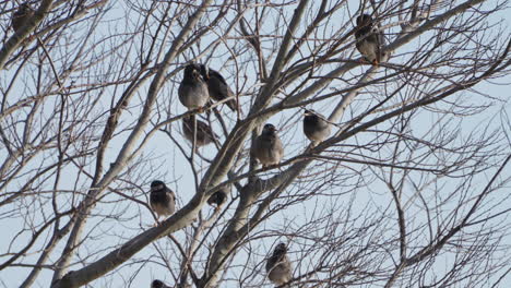 Group-Of-White-cheeked-Starling-Birds-Perching-And-Grooming-On-The-Tree-During-Winter-In-Tokyo,-Japan---low-angle-shot