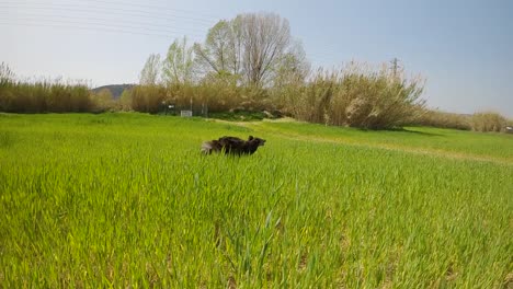 Border-Collie-Hund,-Der-In-Zeitlupe-Durch-Ein-Grünes-Grasfeld-Läuft